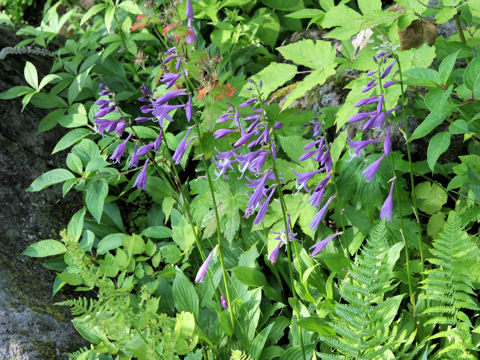 Hosta albo-marginata