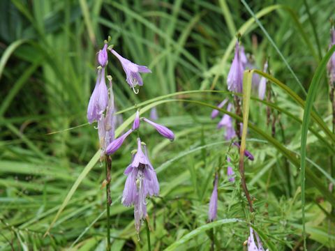 Hosta albo-marginata