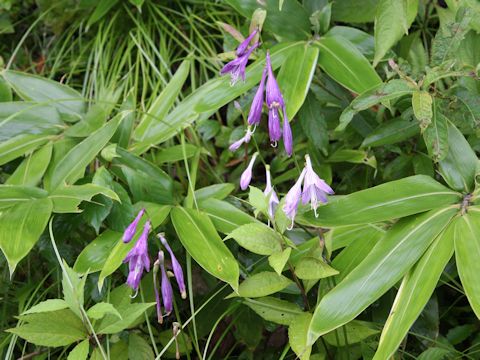 Hosta albo-marginata