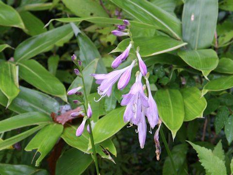 Hosta albo-marginata