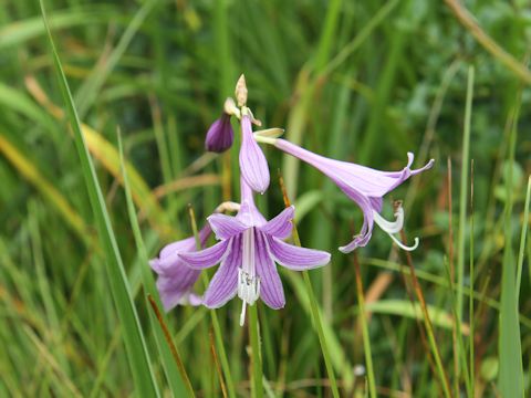 Hosta albo-marginata