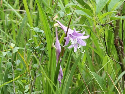 Hosta albo-marginata