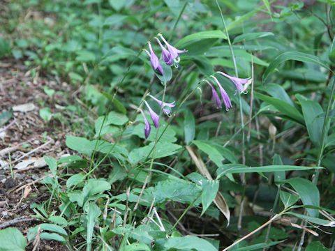 Hosta albo-marginata