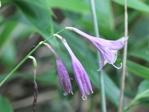 Hosta albo-marginata