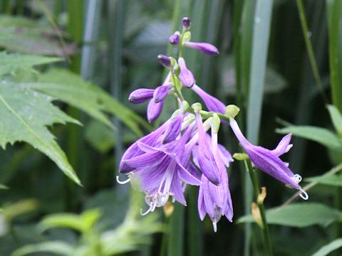 Hosta albo-marginata