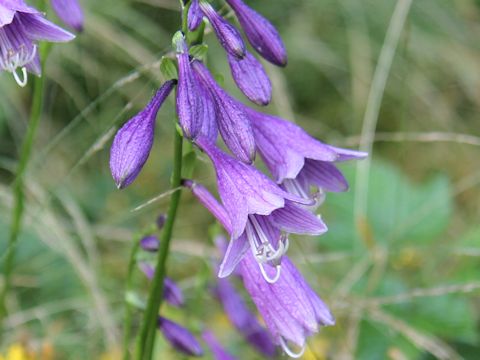 Hosta albo-marginata