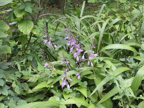 Hosta albo-marginata