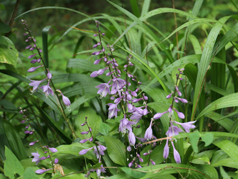 Hosta albo-marginata