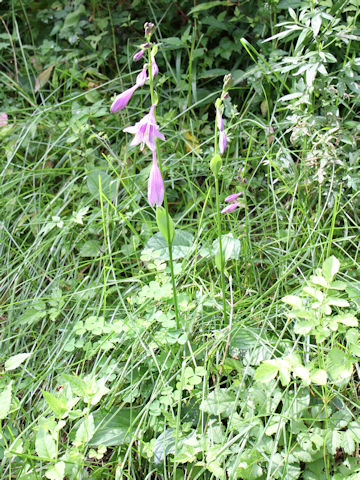 Hosta albo-marginata