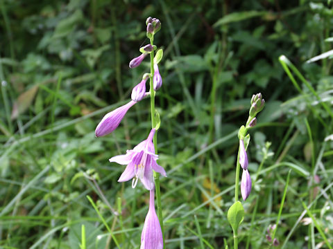 Hosta albo-marginata