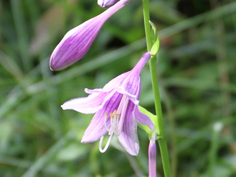 Hosta albo-marginata