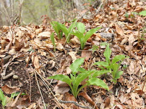 Hosta albo-marginata