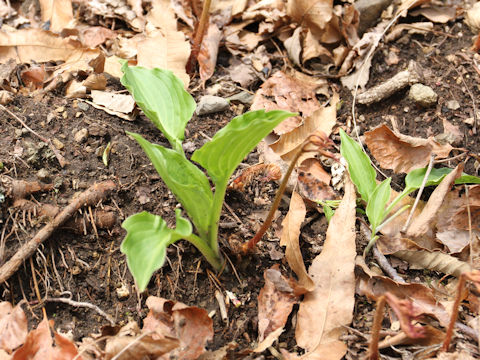 Hosta albo-marginata