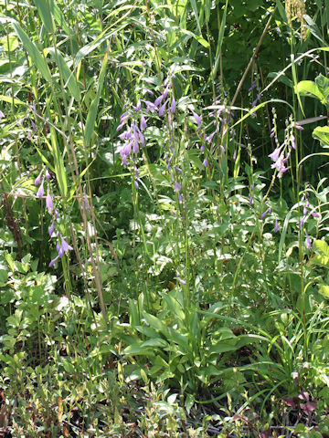 Hosta albo-marginata