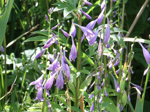 Hosta albo-marginata