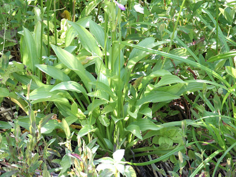 Hosta albo-marginata