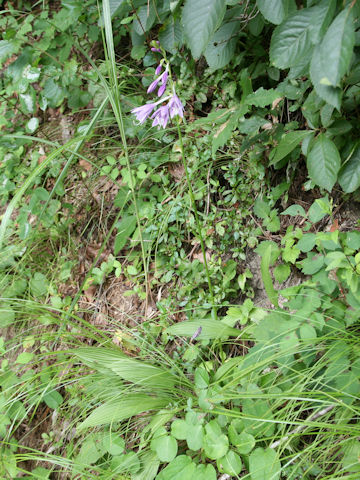 Hosta albo-marginata