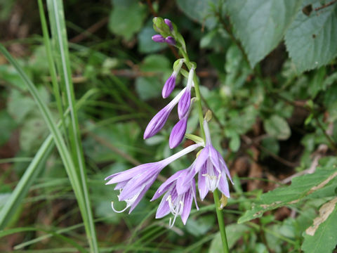 Hosta albo-marginata