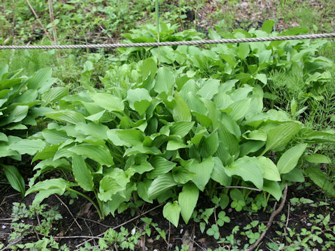 Hosta albo-marginata