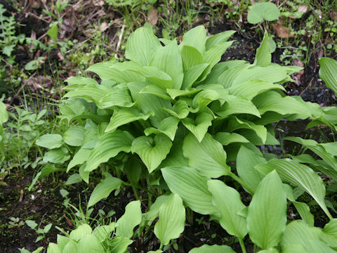 Hosta albo-marginata