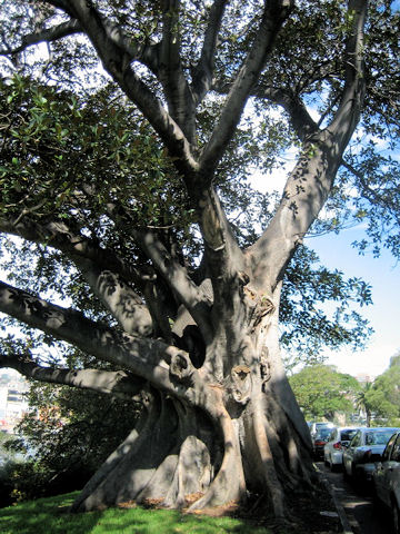 Ficus rubiginosa