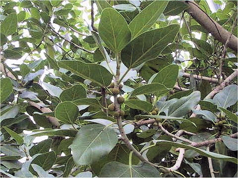 Ficus rubiginosa