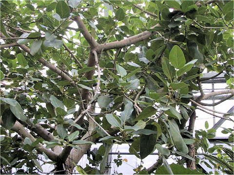 Ficus rubiginosa