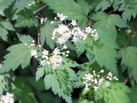 Stephanandra incisa