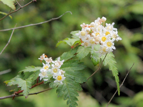 Stephanandra incisa