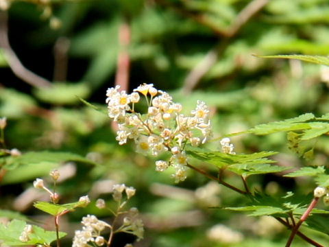 Stephanandra incisa