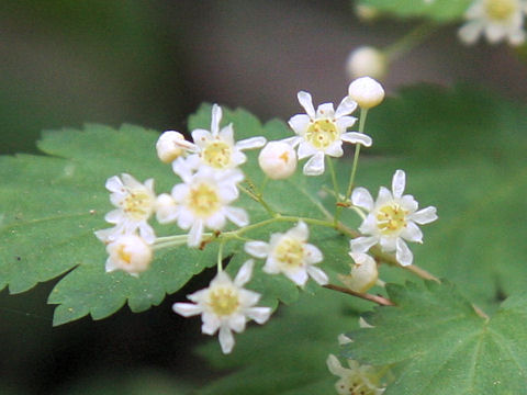 Stephanandra incisa