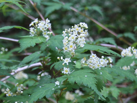 Stephanandra incisa