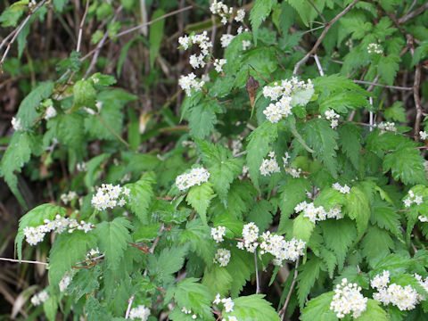 Stephanandra incisa