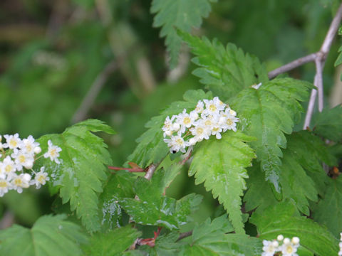 Stephanandra incisa