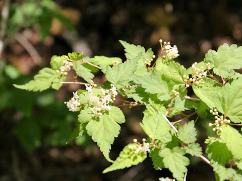 Stephanandra incisa