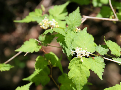 Stephanandra incisa