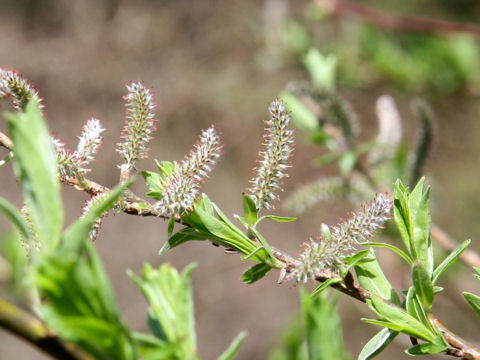 Salix serissifolia