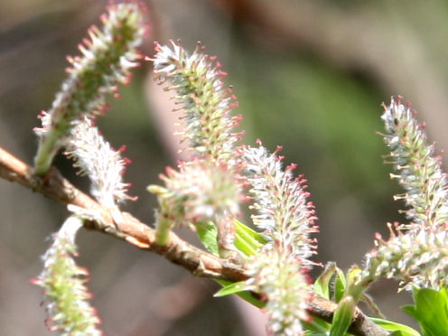 Salix serissifolia