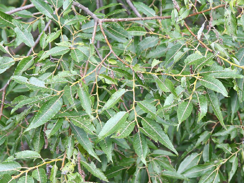 Salix serissifolia