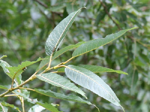 Salix serissifolia