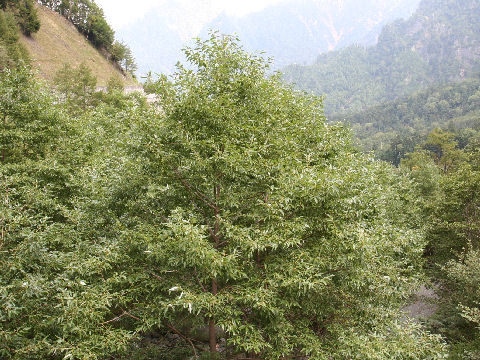 Salix serissifolia