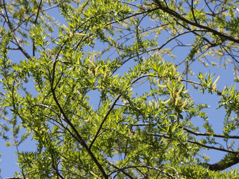 Salix serissifolia