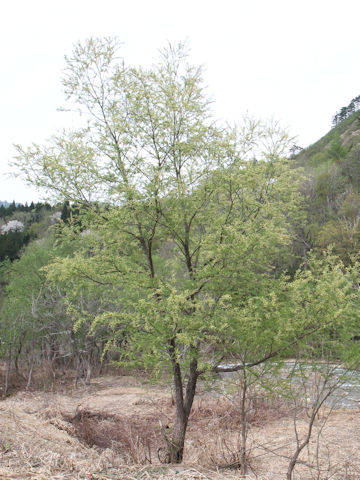 Salix serissifolia