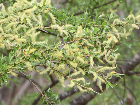 Salix serissifolia