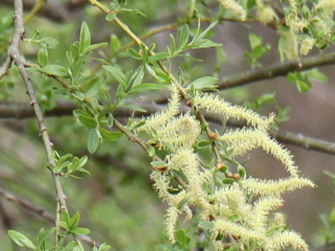 Salix serissifolia