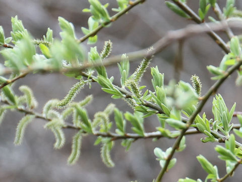 Salix serissifolia