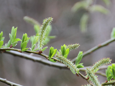 Salix serissifolia