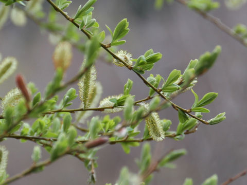 Salix serissifolia