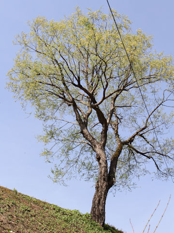 Salix serissifolia