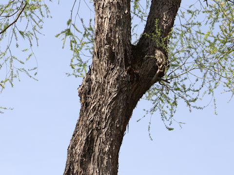 Salix serissifolia